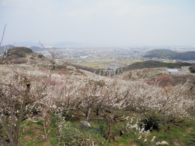 綾部山