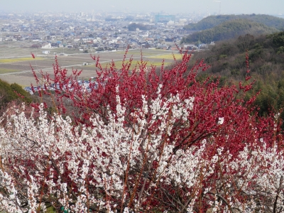綾部山