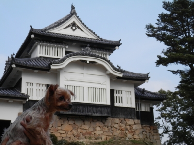 2014高梁