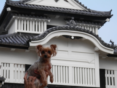 2014高梁