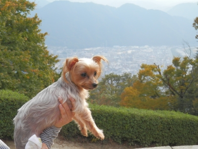 2014高梁