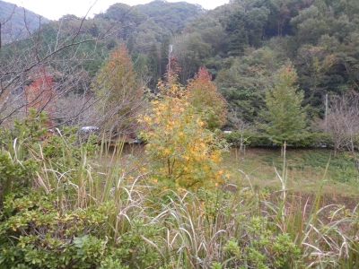 2014高梁