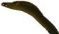 moray eel 海中深海生物 Sarah Connor Chronicles