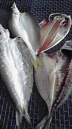 P1000044.JPG