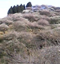 秋間梅林