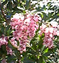 秋間梅林頂上の土産店にあった花