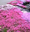 道の駅みたけ前の芝桜