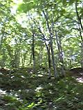 世界遺産・白神山地