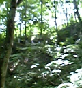 世界遺産・白神山地
