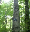 世界遺産・白神山地