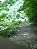 世界遺産・白神山地
