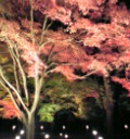 長瀞の紅葉ライトアップ