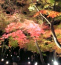 長瀞の紅葉ライトアップ
