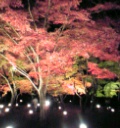 長瀞の紅葉ライトアップ