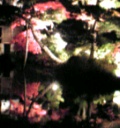 長瀞の紅葉ライトアップ(宝登山神社)