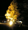 長瀞の紅葉ライトアップ(宝登山神社)