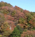 正丸峠付近の紅葉
