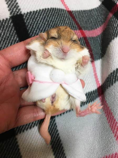 ちんこ