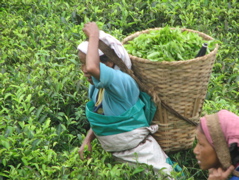 茶摘みの乙女