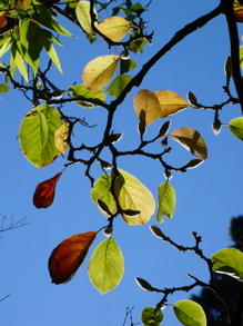 紅葉