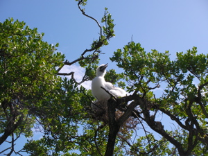 ひな鳥1