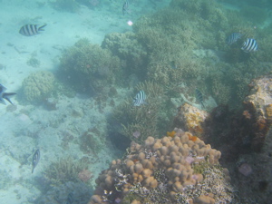 魚たち