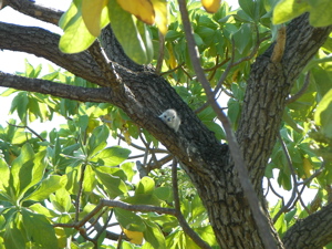 白いひな鳥