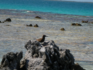 海の上の鳥の巣
