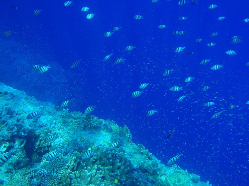 魚の群れ