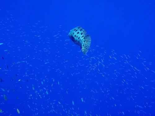 小魚と泳ぎ去るポテトヘッド