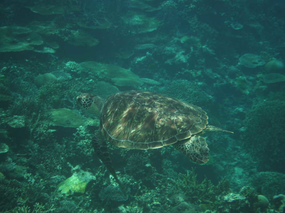 ウミガメ