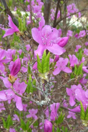 つつじ 野の花鍼灸院