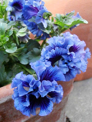 パンジー 野の花鍼灸院