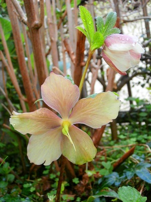 クリスマスローズ 野の花鍼灸院