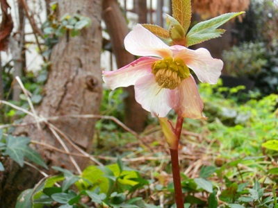 3月のクリスマスローズ 野の花鍼灸院