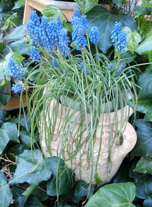 4月のムスカリ 野の花鍼灸院