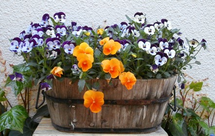 ビオラ 野の花鍼灸院