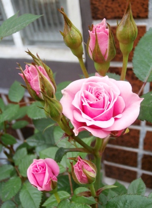 野の花鍼灸院の庭