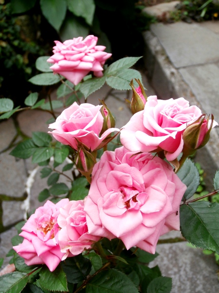 野の花鍼灸院の庭