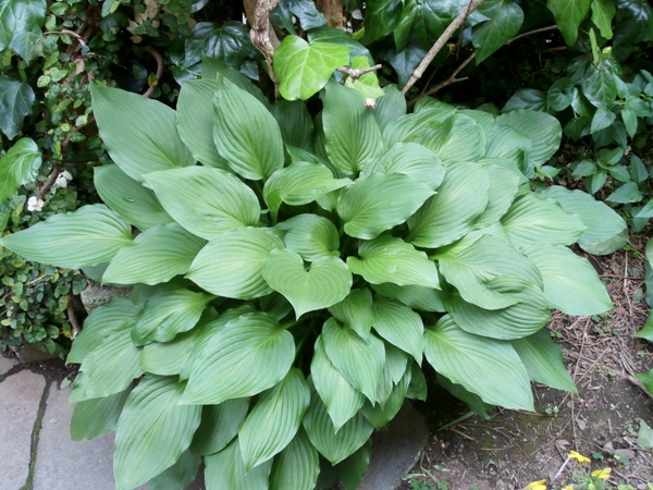 野の花鍼灸院の庭