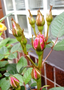 野の花鍼灸院の庭