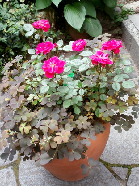 野の花鍼灸院の庭