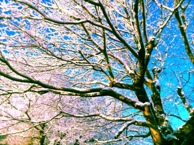 雪景色