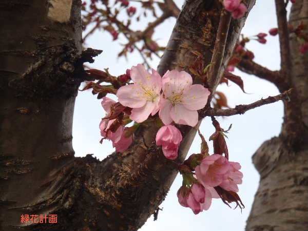 サクラ開花1