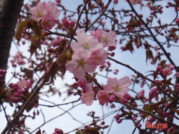 サクラ開花2