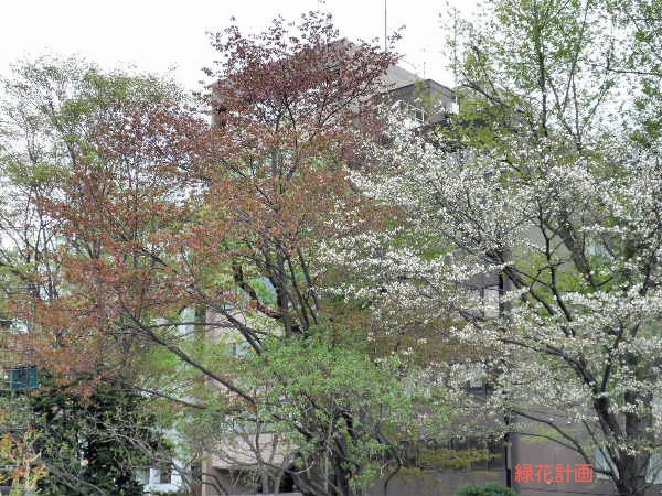 開花期比較