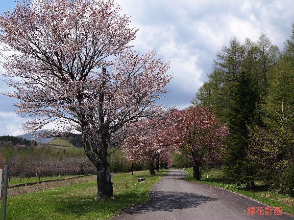 桜並木