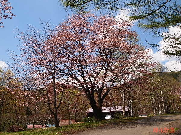 大木