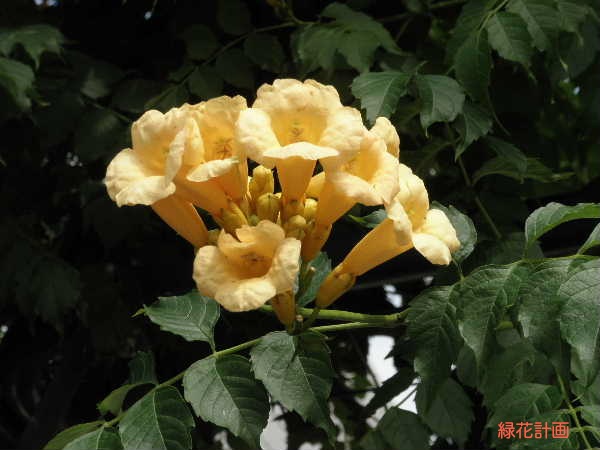 黄花拡大