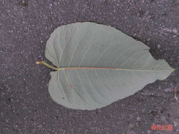 葉